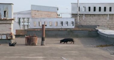Dachshund köpeği bacanın yanındaki binanın çatısında takılıyor ve her şeyi kokluyor, bulutlu havada yürüyor. Yürüyen hayvanlar için uygunsuz ve yasak yerler