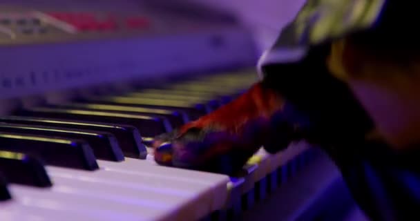 Dachshund perro juega sintetizador por las patas en primer plano concierto — Vídeo de stock