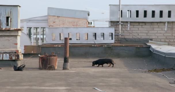 Anjing Dachshund berkeliaran di atap bangunan dekat cerobong asap dan mengendus semuanya, berjalan dalam cuaca mendung. Tempat yang tidak pantas dan dilarang untuk hewan peliharaan berjalan — Stok Video