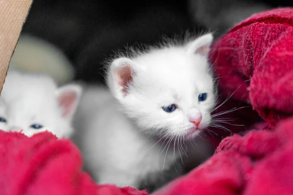 Varios pequeños gatitos callejeros blancos, envueltos en un trapo rojo, se ven claramente y piden comida — Foto de Stock