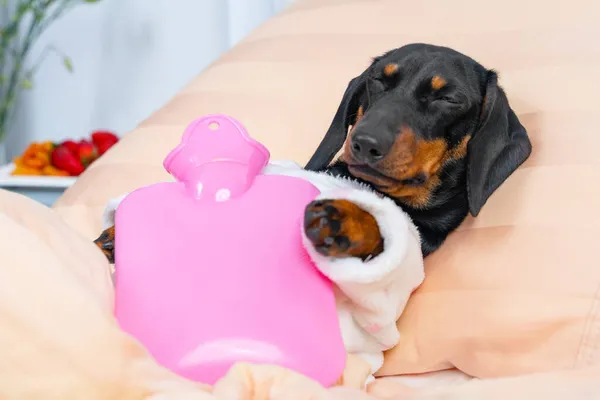 Arme zieke teckel pup in pyjama liggend op ziekenhuisbed in afdeling met roze verwarming water pad op zijn borst, en slapen. Apparaat voor het verlichten van pijn en verzachtende krampen, snel herstel — Stockfoto