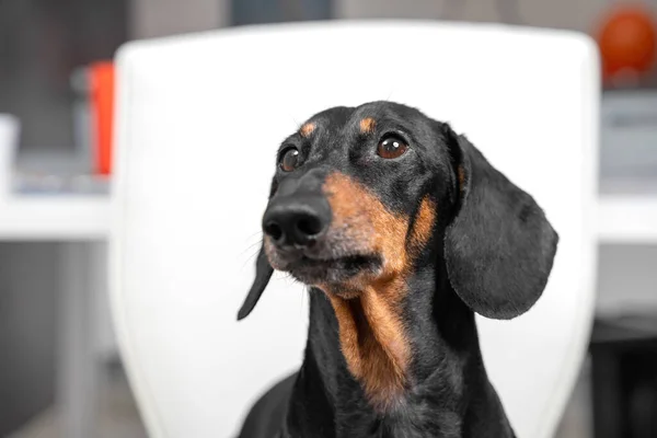 Portret van slimme teckel hond die aandachtig luistert naar de bevelen van eigenaar of begeleider, kijkt naar iemand of wacht op iets, vooraanzicht, close-up — Stockfoto