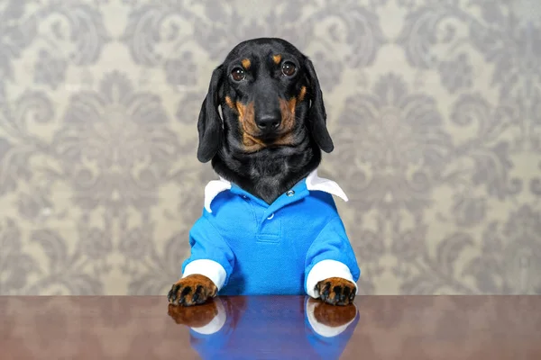 Portret van schattige teckel puppy in blauwe jumpsuit met witte manchetten en kraag, druk aan tafel met serieuze look, tegen de achtergrond van behang met ouderwets patroon, vooraanzicht — Stockfoto