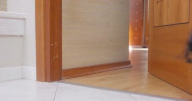 Dachshund moladan sonra sınıfa giriyor.