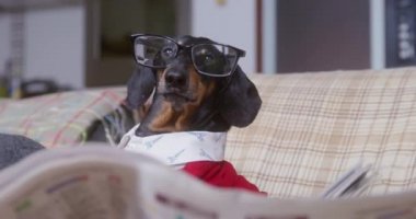 Gözlüklü Dachshund kanepeye oturur ve gazete okur.