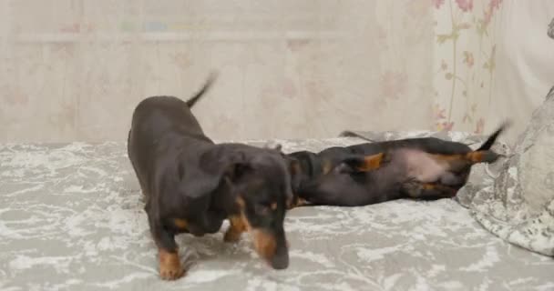 Twee grappige teckel honden spelen, vallen elkaar aan en bijten elkaar als een grap, liggend op het bed thuis. Puppies brengen tijd samen door. Twee huisdieren kunnen goed met elkaar opschieten in hetzelfde huis — Stockvideo