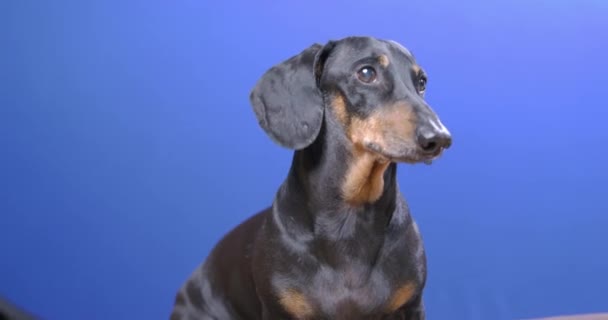 Adorabile cane bassotto si siede obbedientemente e aspetta pazientemente, guardandosi intorno e guardando cosa sta succedendo, cromakey blu sullo sfondo, riprese in studio — Video Stock