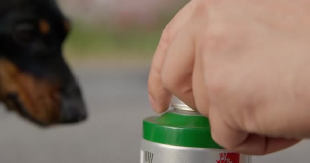 Persona chiude bottiglia spray di vernice con un tappo di plastica, ma malizioso bassotto cucciolo lo abbatte con la zampa, da vicino. Il concetto di bullismo e cattivo comportamento — Video Stock