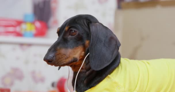 Retrato de adorable cachorro salchicha en camiseta amarilla escuchando atentamente música, podcast educativo o haciendo una llamada usando auriculares con cable en casa — Vídeos de Stock