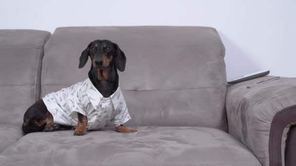 Un lindo dachshund hermoso en una camisa blanca se sienta en el sofá de la casa, mira a su alrededor. El perro vestido para la fiesta — Vídeos de Stock