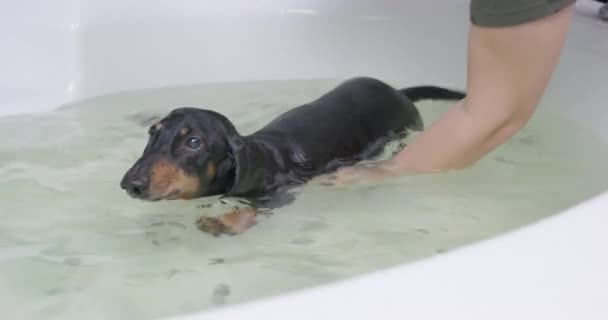 Proprietário ajuda a nadar cachorro dachshund no banho no procedimento de reabilitação — Vídeo de Stock