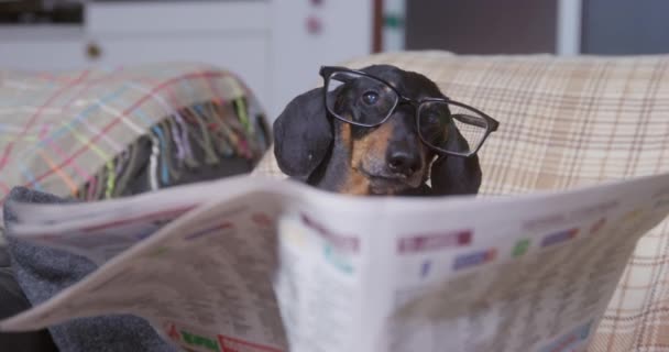Divertido perro salchicha con gafas está sentado en silla acogedora envuelto en mantas calientes, leyendo el periódico como verdadero anciano retirado, de cerca, vista frontal — Vídeo de stock