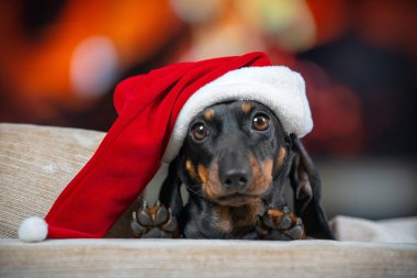 Kırmızı bir Noel Baba şapkası takan şirin köpek köpek kanepenin üzerinde yatıyor ve şöminenin arka planında bulanık bir fotoğrafa karşı şenlikli ziyafetler bekleyerek sahibine büyüleyici bir şekilde bakıyor.