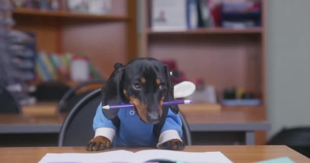 Siyah dachshund köpeği sınıfta otururken masasına kalem koyar. — Stok video