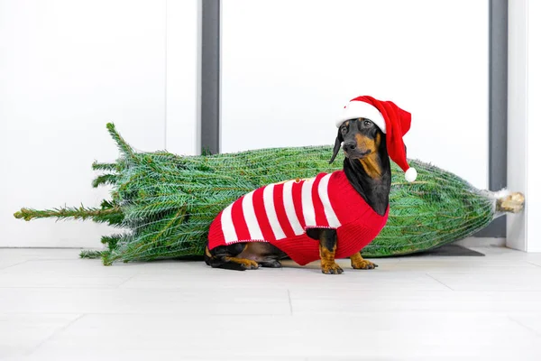 Vor dem Hintergrund eines auf dem Weihnachtsmarkt gekauften Baumes sitzt ein niedlicher Dackel in rotem Pullover und Weihnachtsmütze. Silvester — Stockfoto