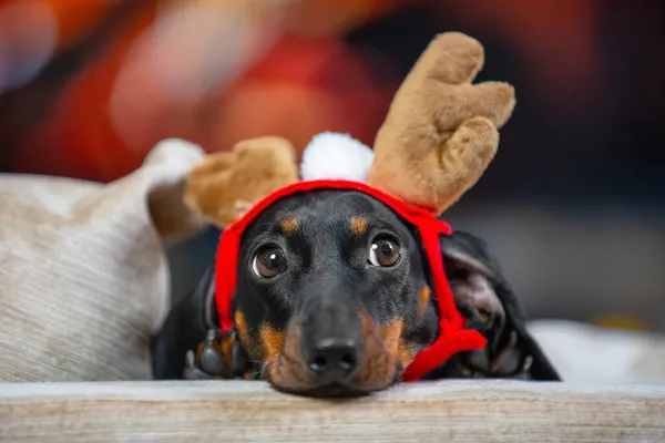 Retrato de cachorro bonito dachshund com headband com chifres de Natal fawn, que se encontra e olha ao redor misteriosamente, fundo borrado. Atmosfera de férias e trajes de carnaval para animais de estimação — Fotografia de Stock