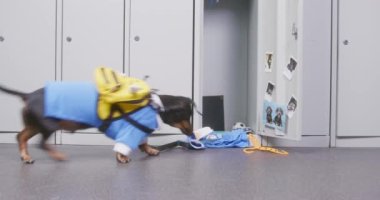 Takım elbiseli Dachshund okul dolabına koşuyor.