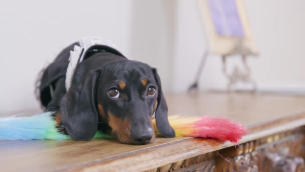 Dachshund perro en traje de criada con plumero levanta la cabeza en la habitación — Vídeos de Stock