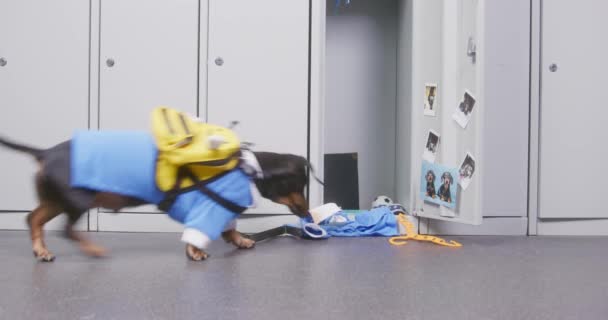 Dachshund w garniturze z plecakiem biegnie do szkolnej szafki — Wideo stockowe