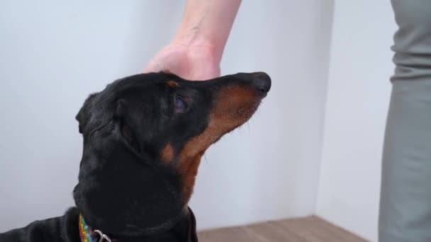 Manipulador enseña perro dachshund obediente a usar collar, y le da el placer de recompensar el buen comportamiento como refuerzo positivo durante el entrenamiento, de cerca. — Vídeo de stock