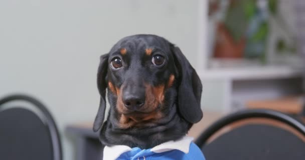 Retrato de adorable cachorro salchicha en polo azul con mirada infeliz tonto, vista frontal. Mascota se sienta y piadosamente ruega algo de propietario, tratando de ladrar — Vídeo de stock