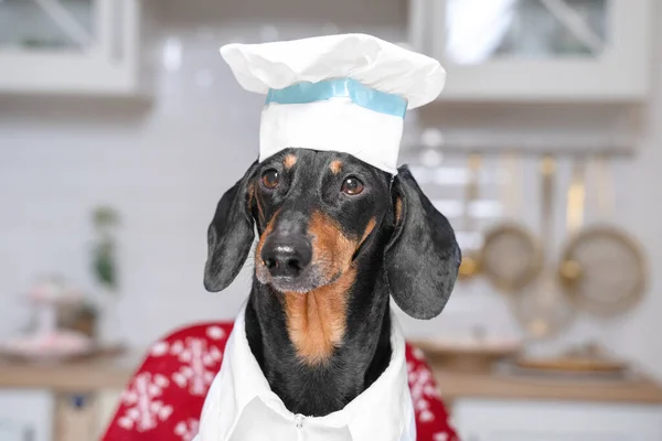 Hermoso perro, dachshund, en un sombrero de chef, se sienta en el fondo de una cocina luminosa. preparar una cena festiva. — Foto de Stock