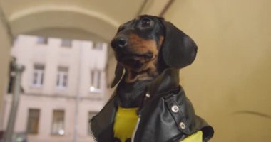 Deri ceketli ciddi bir dachshund köpeği ıssız bir sokakta duruyor ve kurbanı bekliyor, aşağıdan görüyor. Zorbalık ve kötü davranış kavramı. Evcil hayvan etrafta dolaşıyor.