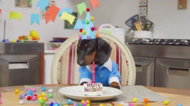 Mavi şapkalı şirin bir dachshund köpeği masada oturur ve doğum günü pastasının üzerinde bir mum yakılmasını bekler. Köpek bayramı