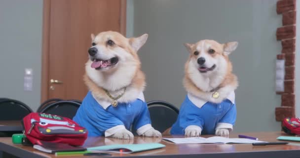 Dwa śmieszne walijskie corgi Pembroke lub kardigan pies w mundurze szkolnym ledwo czekał na koniec lekcji college 'u, a następnie szybko uciekł z biurka do domu lub złamać — Wideo stockowe