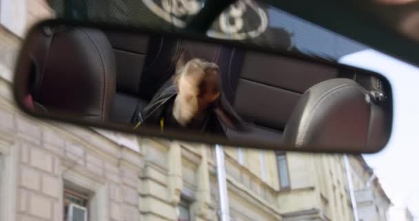 The reflection in rearview mirror of car of cute dachshund puppy in leather jacket, who is shaking itself off, because pet is nervous about transportation in vehicle, close up — Stock Video