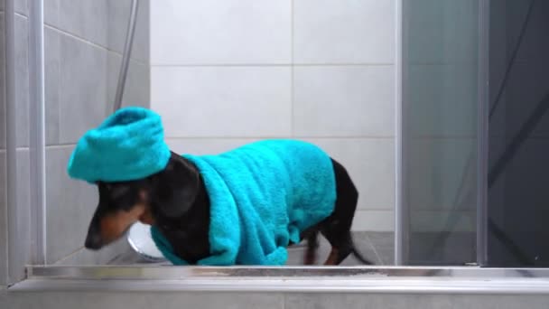 Adorabile bassotto in accappatoio blu e con asciugamano avvolto intorno alla testa come un turbante che esce dalla doccia dopo il bagno. Procedure igieniche giornaliere per animali domestici — Video Stock