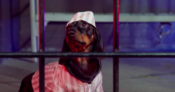 Triste cachorro dachshund en uniforme de prisión rayado con tapa está sentado en bloque de celdas, tazón de aluminio está junto a él. Mascota erróneamente condenada injustamente sirve un término. Impecabilidad del sistema judicial estatal — Vídeos de Stock
