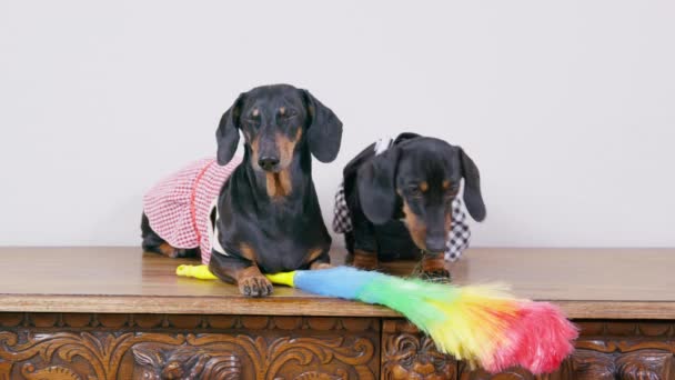 Dos lindos perros salchichas en uniforme de criada con delantales se sientan en la superficie de madera, plumero para la limpieza se encuentra cerca — Vídeos de Stock