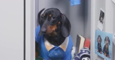 Mavi takım elbiseli Dachshund okul dolabına kilitleniyor.