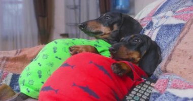 Parlak tişörtlü Dachsund köpekleri kanepede yatar ve dinlenir.