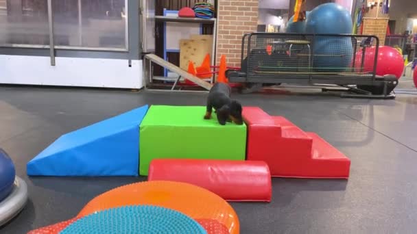 Cachorro dachshund hace fitness en especial brillante equipo deportivo colorido EN gran salón — Vídeo de stock