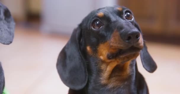 Lindo negro dachshund espera a propietario a dar golosinas — Vídeos de Stock