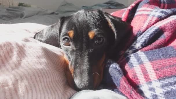 Negro perro salchicha bronceado se encuentra todavía cubierto de cuadros en la cama — Vídeo de stock