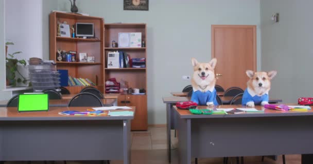 Welsh corgi Pembroke nebo cardigan psi připravili notebooky a pera pro online lekci pomocí digitálního tabletu se zelenou chromakey na obrazovce. Domácí mazlíčci na dálku sedí za stolem a poslušně čekají — Stock video