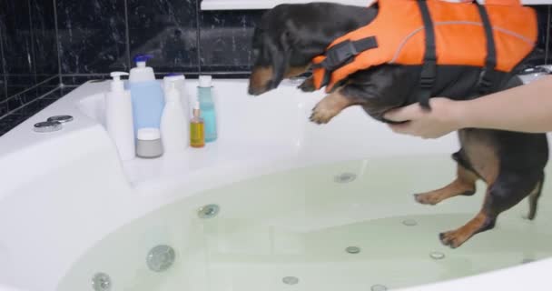 Herrchen oder Frauchen legt Dackelwelpen in orangefarbene Schwimmweste zum Schwimmen im Wannenwasser und hält ihn am Griff zur Unterstützung, Hund macht aktive Streicheleinheiten mit Pfote während des Trainings — Stockvideo