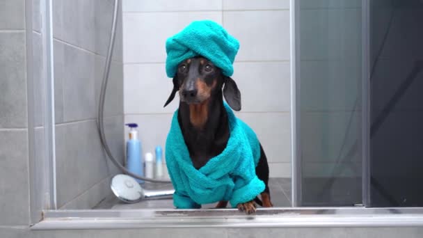 Lindo salchicha en albornoz azul y con toalla envuelta alrededor de su cabeza como un turbante se para en la ducha después de bañarse. Procedimientos higiénicos diarios para mascotas — Vídeos de Stock