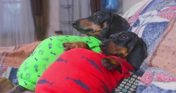 Dachsund honden in heldere t-shirts liggen op de bank en rusten — Stockvideo