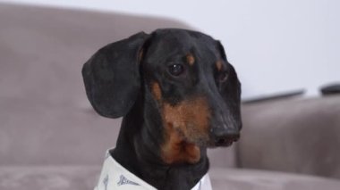 Kanepenin arka planına yaslanmış beyaz bir dachshund 'un komik portresi yüksek sesle havlıyor. Köpek sahibini yürüyüşe çağırıyor, yemek istiyor, oynamak istiyor.