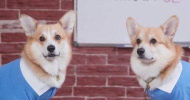 İki şirin Galli Corgi Pembroke ya da mavi polo tişörtlü hırka köpekleri itaatkar bir şekilde karşı karşıya oturur ve etrafına bakar, okul ya da ofis tahtası duvarda asılı durur.