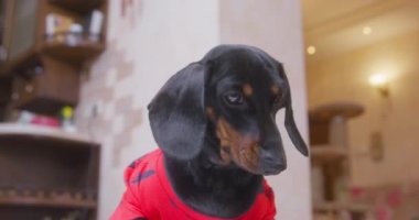 Kırmızı tişörtlü sevimli dachshund köpek yavrusu dikkatle aşağıdan bir manzara olan yoğun bakışlı bir şeyi izliyor. Komik köpek oyun oynarken bir şey yakalamaya çalışıyor.
