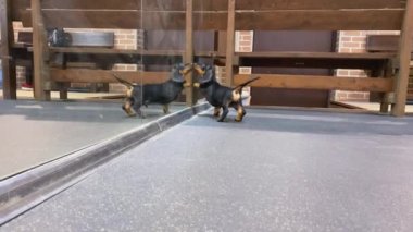 Dachshund köpek yavrusu, spor salonundaki karanlık zemin üzerinde kendi ayna yansımasıyla zıplıyor.