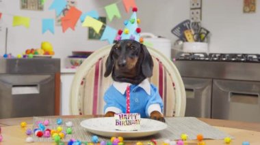 Mavi şapkalı şirin bir dachshund köpeği masada oturup onun lezzetli pastasını yiyebilmek için sabırsızlıkla bekliyor. Köpek bayramı.