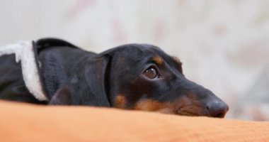 Yorgun dachshund bej ekoseli yatakta yatıyor.