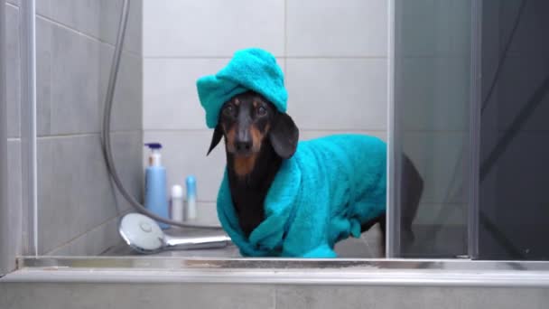 Adorable salchicha en albornoz azul y con toalla envuelta alrededor de su cabeza como un turbante que sale de la ducha después de bañarse, mira a su alrededor y ladra. Procedimientos higiénicos diarios para mascotas — Vídeos de Stock