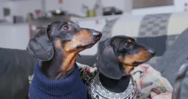 Dos perros dachshund hambrientos en suéteres calientes y envueltos en manta de lana están sentados en sillón, ladrando y rogando ansiosamente por comida, lamiéndose los labios, vista frontal — Vídeo de stock